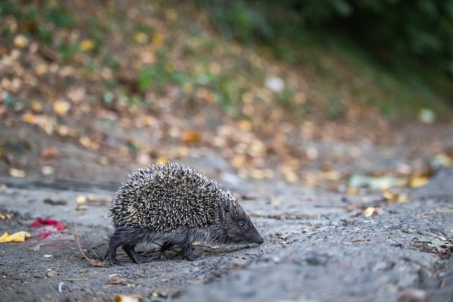 球队能否成 球队能否成