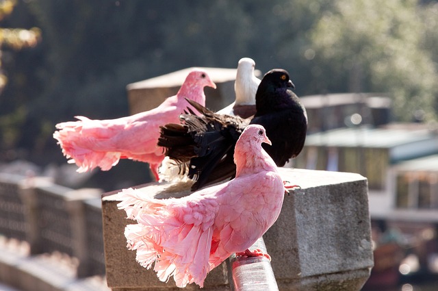 队未来在西 队未来在西