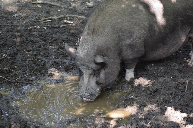 心理学研究 心理学研究
